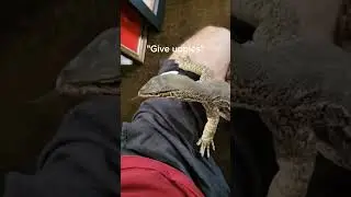 I own a real life dragon... 