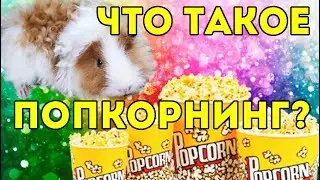 СОШЛИ С УМА? ПОПКОРНИНГ у Морских Свинок / SvinkiShow