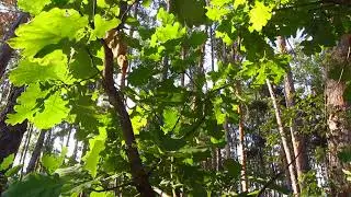 Дуб.Пушинка из