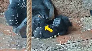 Kisumu Lifts Mobi for the First Time! Adorable Gorilla Dad Moment
