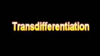 What Is The Definition Of Transdifferentiation