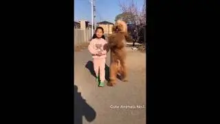 Cute Turtle Funny and Cute Cat & Dog Videos Compilation