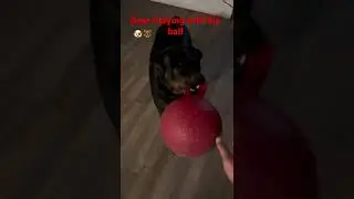 Bear growling and playing with his ball 🐶🐻