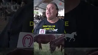 ACASALAMENTO IDEAL  #cavalo #abccmm #abccmmoficial #cavalos #agro #horse
