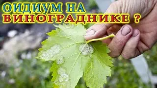 Оидимум на винограднике | Какие обработки делать | Ответы на вопросы