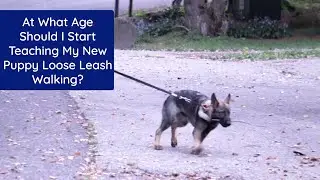 At What Age Should I Start Teaching My New Puppy Loose Leash Walking | Ask Cindy Q&A