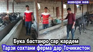 Тарзи сохтани Ферма дар Точикистон, Бука бастана сар кардем, 