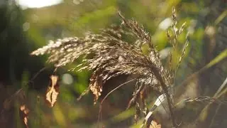 Computar 25mm F1.3 - swirly bokeh for low cost - 4K images