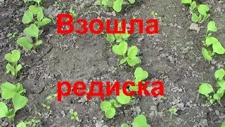 Взошла редиска