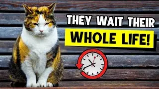 Your cats wait their WHOLE LIFE for you to DO THIS! 🐈