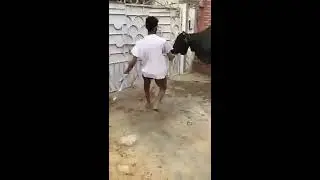cow anari qasai qurbani 2k18