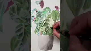 Let's Draw... A Houseplant #watercolorpencils #drawing #houseplants #albrecht #watercolourpencils
