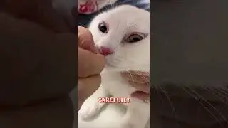 Bee Stung Cat: Owner to the Rescue!  