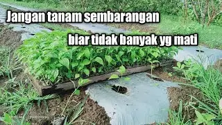 CARA MENANAM CABE RAWIT YANG BENAR