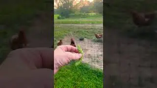 My Chickens Love Eating Tomato Hornworms!  #gardening