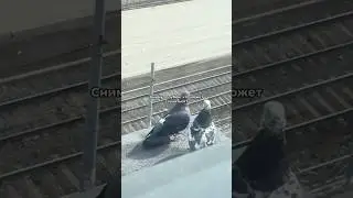 Pigeons, what are you doing?😁 author: