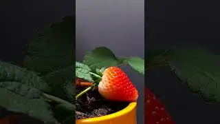 Strawberry time lapse