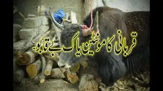 Yak Mountain Cow kie Qurbani, Ghussy ma