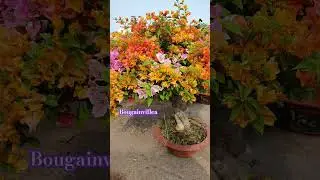 how to grow bougainvillea in pots #gardening #fruit #shortvideo #garden #shorts