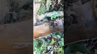 😱 WATCH OUT! Giant Tarantula prank dad chases wife & kids