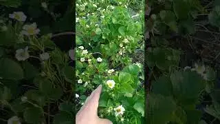 Купчиха