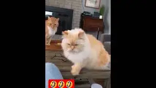 #cat
