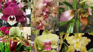 Victorian Beauty  Orchid Show 2019