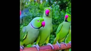 RINGNECK PARROT GROWTH #birds