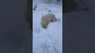 БЕЛАЯ ЛИСА МЫШКУЕТ