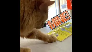 He Finds His Treat Bag 