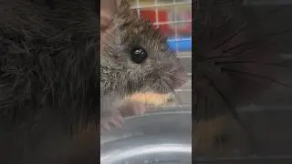 Как выглядит Вонючка