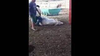 Herrando becerras gbnl