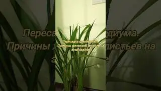 Подпишись, чтобы не пропустить видео #орхидеи #уход #shorts  #цветы #пересадкаорхидей  #моиорхидеи