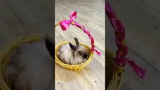 Добавим перца 🐇 
