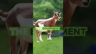 The Goat Grazer's Guide |  What You Need to Know
