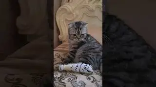 Купила коту игрушку, наверное придется играть самой... #cat #кот #котик #котики