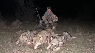 Охота на волка с похода. Добыли три волка сразу. Hunting the wolf 