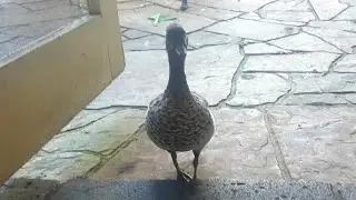Will the wild lonely male duck venture inside as well?