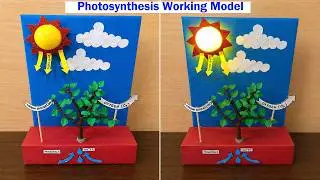 photosynthesis working model for science exhibition - diy - diypandit - creative design | DIY pandit