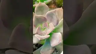 #Succulent #plant #succulents #plants #cactus #propagation #homegarden #care #tips