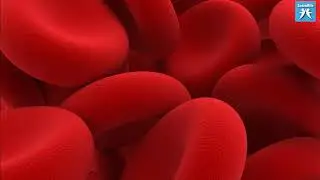 LRLO 03   Red Blood Cells