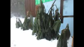 Musa basjoo Banana plants after 4 days of subzero weather
