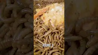 10 000 Mealworms vs. STUFFED PEPPER