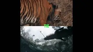 Bengal Tiger vs Crocodilians #edit