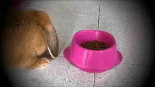 50 seconds with Cookie...
