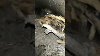 Охота с ягдтерьером на енота зверь в трубе