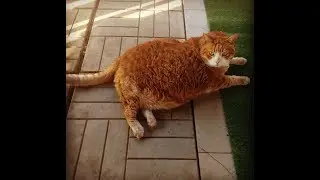 КОТИКИ●СМЕШНЫЕ КОТЫ●ПРИКОЛЫ С ЖИВОТНЫМИ●ПРИКОЛЫ С КОТАМИ●СМЕШНЫЕ КОТИКИ
