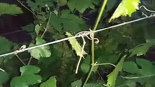 Виноград. Кузбасс. Отцветает. Но не все сорта.