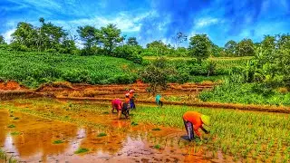 Tandur padi dengan cara tradisional 😱