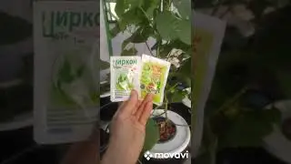 Эпин и Циркон антистрессы для растений